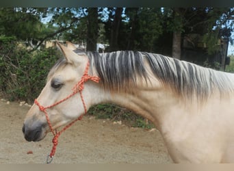 PRE Mix, Hengst, 2 Jahre, 15,1 hh, Falbe