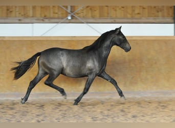 PRE, Stallion, 2 years, 15.1 hh, Gray