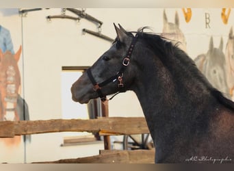 PRE, Stallion, 2 years, 15,1 hh, Gray