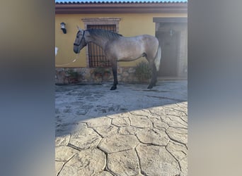 PRE, Stallion, 2 years, 15,1 hh, Gray-Red-Tan