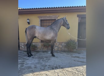 PRE, Stallion, 2 years, 15,1 hh, Gray-Red-Tan