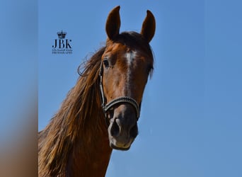 PRE, Stallion, 2 years, 15.1 hh, Gray-Red-Tan