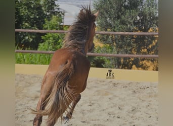 PRE, Stallion, 2 years, 15.1 hh, Gray-Red-Tan