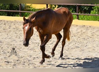 PRE, Stallion, 2 years, 15.1 hh, Gray-Red-Tan