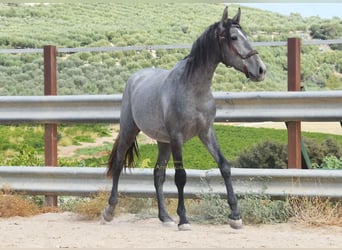 PRE, Stallion, 2 years, 15.1 hh, Grey