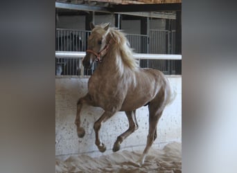 PRE Mix, Stallion, 2 years, 15.1 hh, Palomino