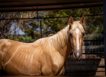 PRE, Stallion, 2 years, 15.1 hh, Palomino