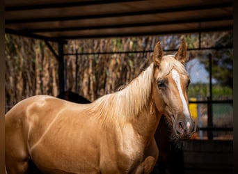 PRE, Stallion, 2 years, 15.1 hh, Palomino