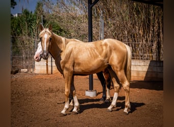 PRE, Stallion, 2 years, 15.1 hh, Palomino