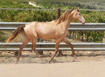 PRE, Stallion, 2 years, 15.1 hh, Pearl