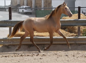 PRE, Stallion, 2 years, 15.1 hh, Pearl
