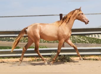 PRE, Stallion, 2 years, 15.1 hh, Pearl