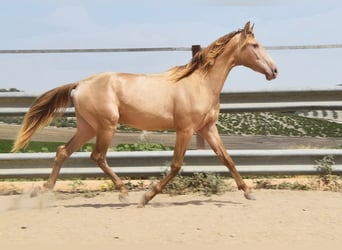 PRE, Stallion, 2 years, 15.1 hh, Pearl
