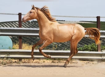 PRE, Stallion, 2 years, 15.1 hh, Pearl
