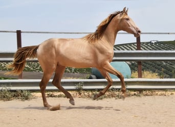 PRE, Stallion, 2 years, 15.1 hh, Pearl