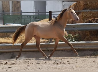 PRE, Stallion, 2 years, 15.1 hh, Pearl