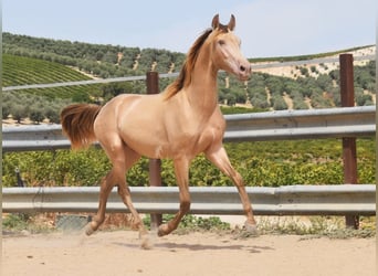 PRE, Stallion, 2 years, 15.1 hh, Pearl