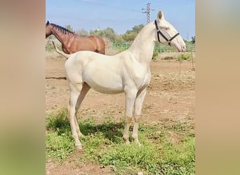 PRE, Stallion, 2 years, 15,1 hh, Perlino