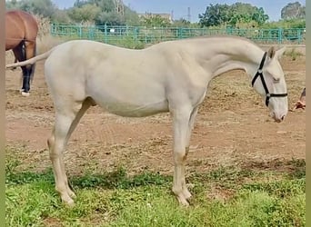 PRE, Stallion, 2 years, 15,1 hh, Perlino