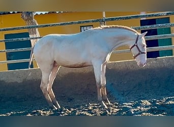 PRE, Stallion, 2 years, 15,1 hh, Perlino