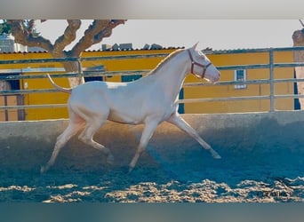 PRE, Stallion, 2 years, 15,1 hh, Perlino