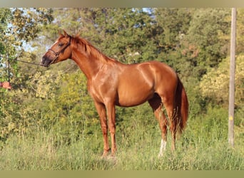 PRE Mix, Stallion, 2 years, 15,1 hh, Sorrel