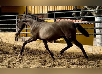 PRE, Stallion, 2 years, 15.2 hh, Black