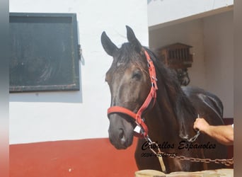 PRE Mix, Stallion, 2 years, 15.2 hh, Black