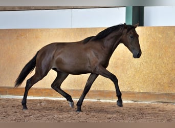 PRE, Stallion, 2 years, 15.2 hh, Brown