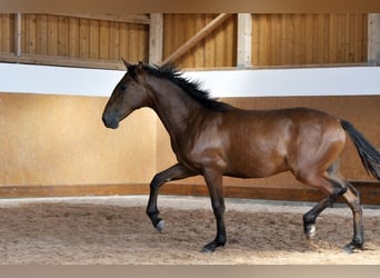 PRE, Stallion, 2 years, 15.2 hh, Brown