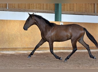 PRE, Stallion, 2 years, 15.2 hh, Brown