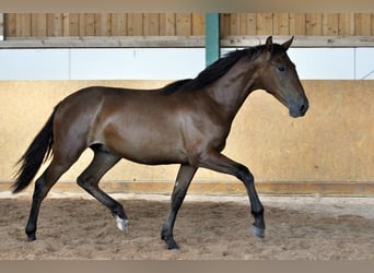 PRE, Stallion, 2 years, 15.2 hh, Brown
