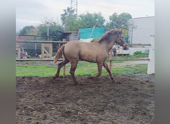 PRE, Stallion, 2 years, 15.2 hh, Champagne