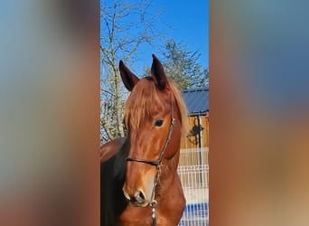 PRE, Stallion, 2 years, 15.2 hh, Chestnut-Red