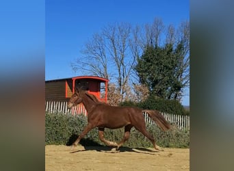 PRE Mix, Stallion, 2 years, 15.2 hh, Chestnut-Red