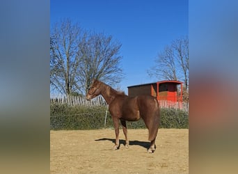 PRE Mix, Stallion, 2 years, 15.2 hh, Chestnut-Red