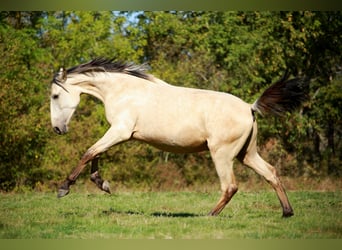 PRE, Stallion, 2 years, 15.2 hh, Dun