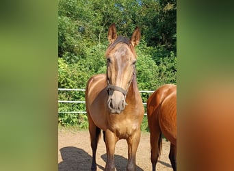 PRE, Stallion, 2 years, 15,2 hh, Dun