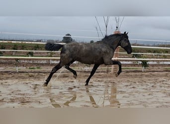 PRE, Stallion, 2 years, 15.2 hh