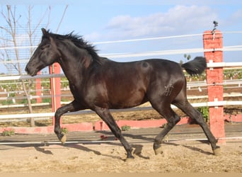 PRE, Stallion, 2 years, 15.2 hh