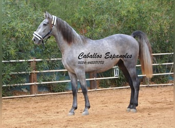 PRE, Stallion, 2 years, 15,2 hh, Gray-Dapple