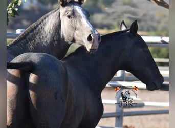 PRE, Stallion, 2 years, 15,2 hh, Gray-Dark-Tan