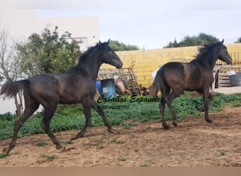 PRE, Stallion, 2 years, 15.2 hh, Gray-Dark-Tan