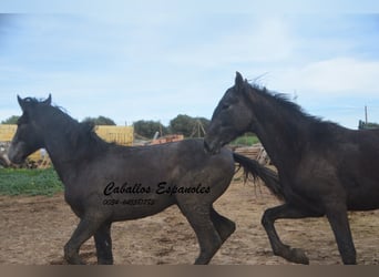 PRE, Stallion, 2 years, 15.2 hh, Gray-Dark-Tan