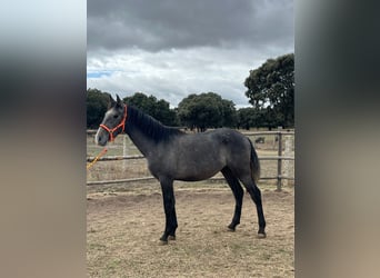 PRE, Hengst, 2 Jahre, 15,2 hh, Schimmel