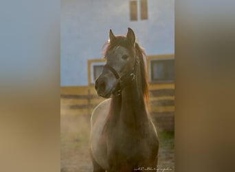 PRE, Stallion, 2 years, 15,2 hh, Gray