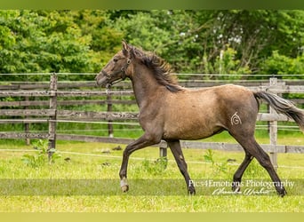 PRE, Stallion, 2 years, 15.2 hh, Gray