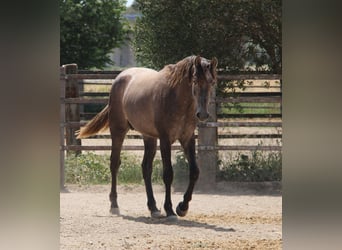 PRE Mix, Stallion, 2 years, 15.2 hh, Gray-Red-Tan