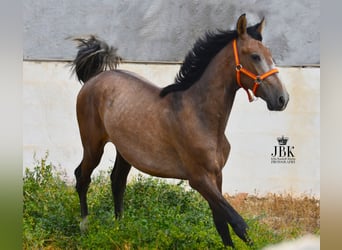 PRE, Stallion, 2 years, 15.2 hh, Gray-Red-Tan