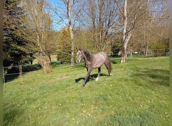 PRE, Stallion, 2 years, 15.2 hh, Grey